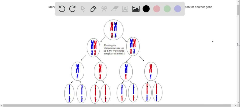 SOLVED:Mendel did not know of the existence of chromosomes. Had he ...