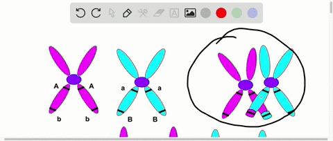 crossing-over-mixes-up-____________-a-chromosomes-b-alleles-c-zygotes-d-gametes