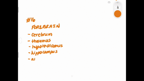 which-of-the-following-is-not-a-structure-of-the-forebrain-a-thalamus-b-hippocampus-c-amygdala-d-sub