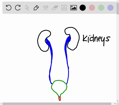when-it-first-leaves-the-kidney-urine-flows-through-a-the-urinary-bladder-b-the-urethra-c-the-ureter