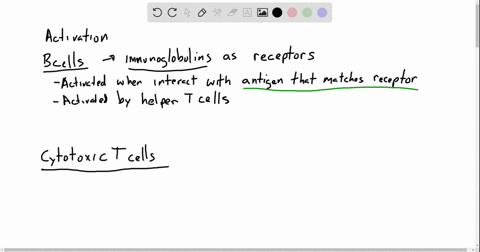 a-major-difference-between-the-activation-of-mathrmb-cells-and-the-activation-of-cytotoxic-t-cells-i