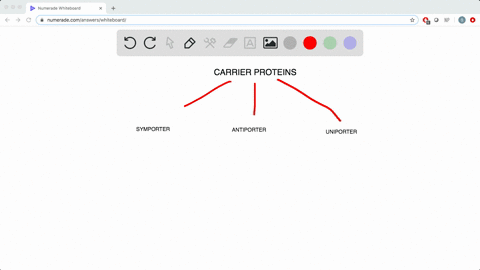 name-the-three-types-of-carrier-proteins-which-of-these-can-mediate-secondary-active-transport