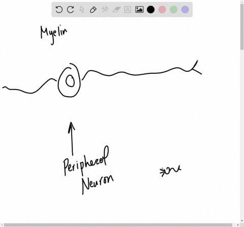 myelin-around-peripheral-nerves-is-made-by-_____-a-schwann-cells-b-motor-neurons-c-sensory-neurons-d