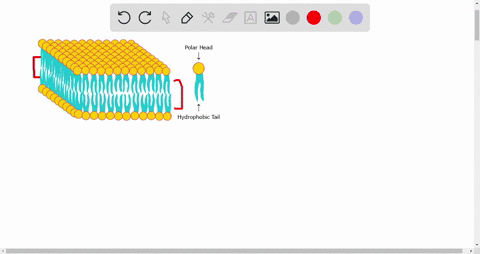 which-best-describes-the-structure-of-a-cell-membrane-a-proteins-between-two-bilayers-of-phospholipi