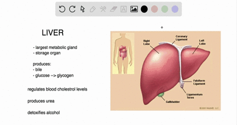 which-of-the-following-is-not-a-function-of-the-liver-in-adults-a-produces-bile-b-detoxifies-alcohol
