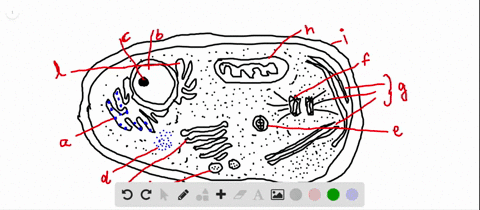 Solved The Drawings Of Plant And Animal Cells In Figure 1 8 B C Include Certain Structures That Are Present In Plant C