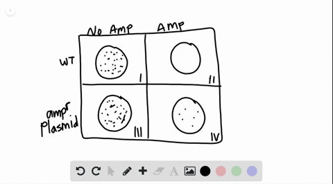 plates-that-have-only-ampicillin-resistant-bacteria-growing-include-which-of-the-following-a-mathrmi