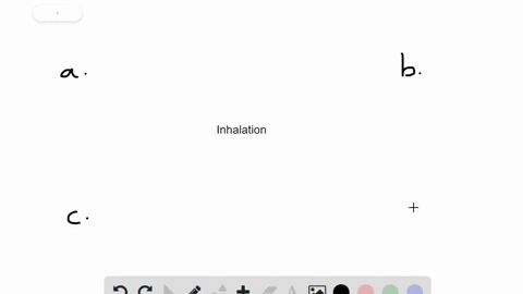 inhaled-air-flows-from-the-larynx-directly-into-__________-a-the-pharynx-b-the-trachea-c-a-bronchiol