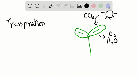 questions-26-28-an-experiment-was-carried-out-to-study-the-rate-of-transpiration-in-plants-four-tw-3