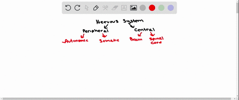 which-branch-of-the-nervous-system-calms-a-person-a-central-nervous-system-b-sympathetic-c-parasympa