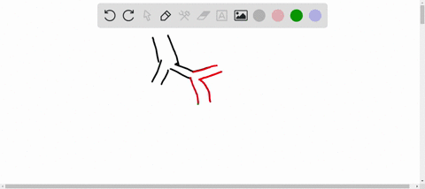 each-terminal-bronchiole-gives-rise-to-a-number-of-very-thin-irregular-walled-and-vascularized-bag-l