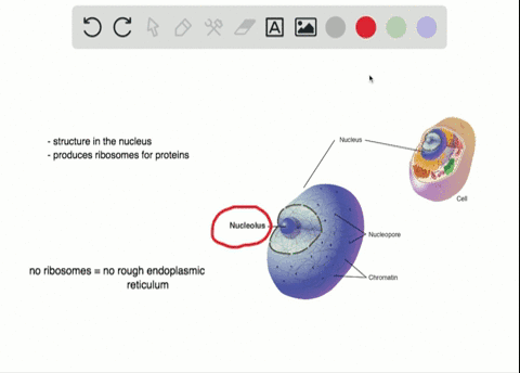 if-the-nucleolus-were-not-able-to-carry-out-its-function-what-other-cellular-organelles-would-be-aff