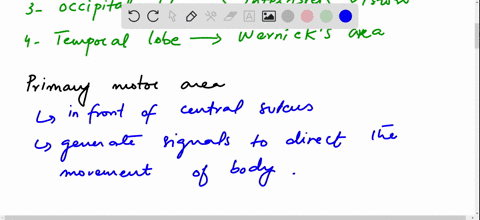 what-are-the-lobes-of-the-cerebrum-give-the-location-and-function-of-the-following-areas-primary-m-2