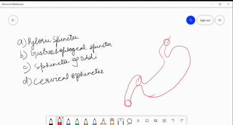 a-muscular-sphincter-that-regulates-the-opening-of-stomach-into-duodenum-is-a-pyloric-sphincter-b-ga