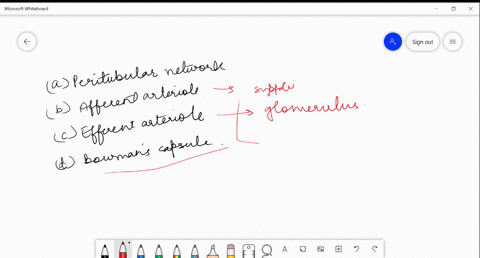 a-minute-vessel-runs-parallel-to-the-henles-loop-forming-mathrmu-shape-vasa-recta-is-a-part-of-a-per