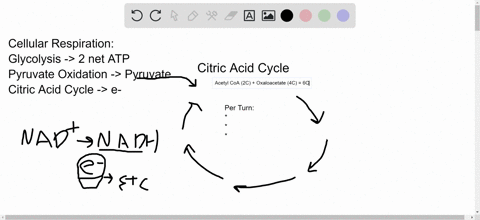 the-citric-acid-cycle-completes-the-oxidation-of-organic-molecules-generating-many-nadh-and-fadh_mol