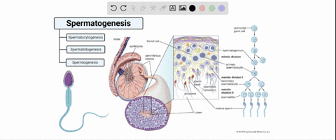 matching-site-of-spermatogenesis-a-vas-deferens-b-prostate-gland-c-endometrium-d-testis-e-follicle-f