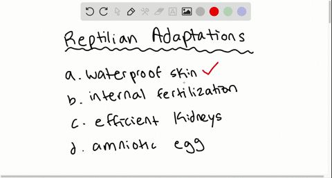 reptiles-are-adapted-to-life-on-land-by-____-a-waterproof-skin-b-internal-fertilization-c-efficient-