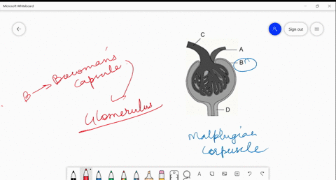 the-part-mathrmb-in-the-above-diagram-is-lined-with-a-cuboidal-epithelium-b-columnar-epithelium-c-sq