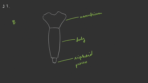 the-stemum-______-a-consists-of-only-two-parts-the-manubrium-and-xiphoid-process-b-has-the-sternal-a