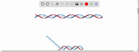 a-look-at-the-figure-above-explain-why-it-is-necessary-for-okazaki-fragments-to-be-formed-as-the-lag