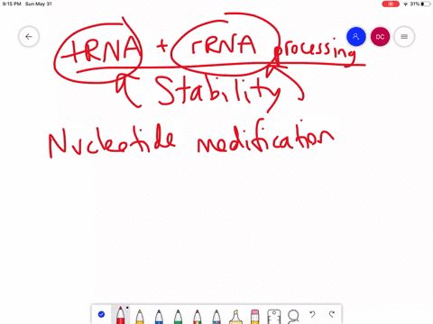 Solved:which Pre-Mrna Processing Step Is Important For Initiating  Translation? A. Poly-A Tail B. Rna Editing C. Splicing D. 7-Methylguanosine  Cap Solved:which Pre-Mrna Processing Step Is Important For Initiating  Translation? A. Poly-A Tail B. Rna Editing C. Splicing D. 7-Methylguanosine  Cap