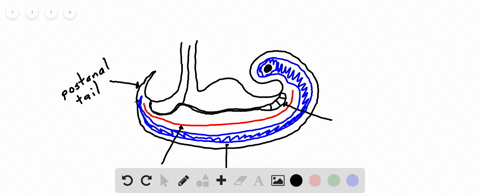 label-the-following-diagram-of-a-chordate-embryo