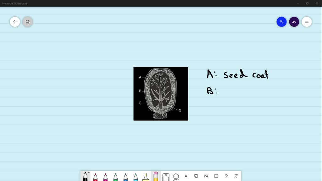 SOLVED:Identify The Parts A, B, C And D In This Figure. (a) A: Seed ...