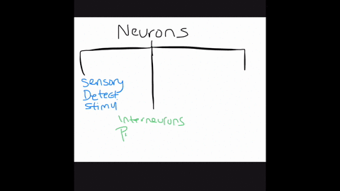 ______________-relay-messages-from-the-brain-and-spinal-cord-to-muscles-and-glands-a-motor-neurons-b