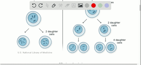 meiosis-is-a-necessary-part-of-sexual-reproduction-because-it-__________-a-divides-two-nuclei-into-f