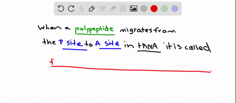 the-movement-of-the-polypeptide-from-the-trna-in-the-p-site-to-the-trna-in-the-a-site-is-referred-2