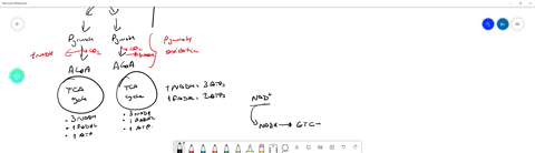 what-is-the-atp-energy-yield-associated-with-each-of-the-following-a-nadh-longrightarrow-mathrmnad-b