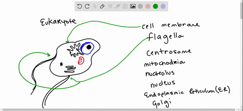 label-the-lettered-parts-of-this-eukaryotic-cell