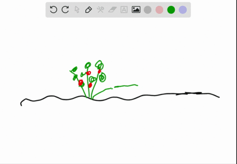 a-strawberry-plant-mutant-that-fails-to-make-stolons-would-suffer-from-a-too-little-mineral-absorpti