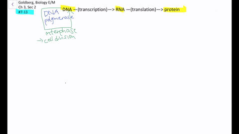 questions-7-13-choose-from-the-terms-below-a-translation-b-transcription-c-replication-d-rna-proce-5