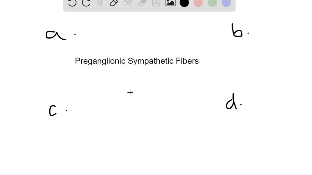 solved-what-is-another-name-for-the-preganglionic