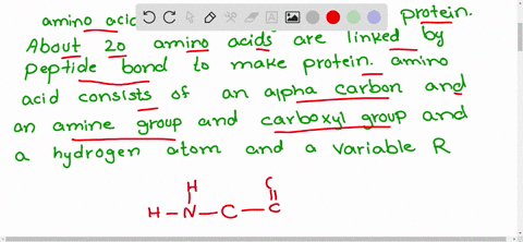 amino-acid-units-in-a-protein-are-linked-by-peptide-bonds-what-is-another-name-for-this-kind-of-bond