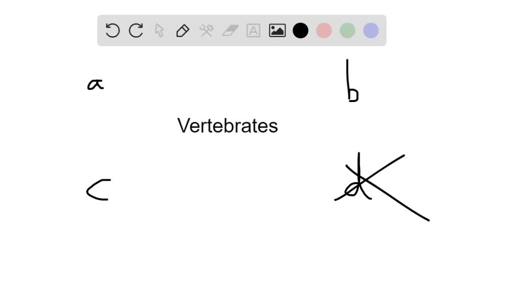 ⏩SOLVED:All vertebrates are but only some are . a. tetrapods;… | Numerade