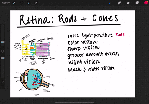 which-statement-about-the-cone-cells-in-a-human-eye-is-not-true-a-they-are-responsible-for-our-sharp