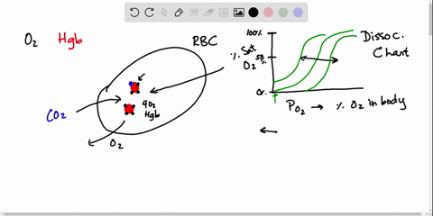 which-of-the-following-promotes-oxygen-release-from-hemoglobin-a-a-decrease-in-temperature-b-a-dec-2