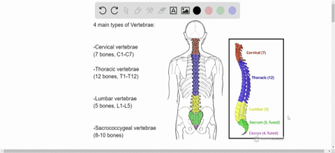 what-are-the-types-of-vertebrae-and-how-many-of-each-are-there-pages-240-41