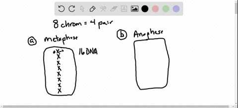a-cell-has-8-chromosomes-in-g_1-of-interphase-draw-a-picture-of-this-cell-with-its-chromosomes-at--2
