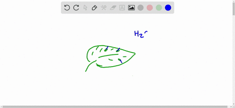 water-evaporation-from-plant-parts-is-called-____________-a-translocation-b-respiration-c-transpirat
