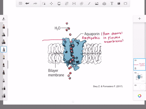 aquaporins-are-proteins-embedded-in-the-plasma-membrane-that-allow-water-molecules-to-move-between-t