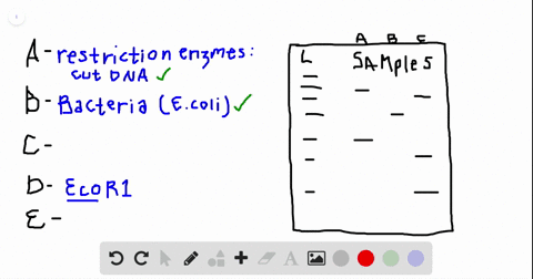 all-of-the-following-statements-related-to-gel-electrophoresis-are-correct-except-a-restriction-enzy
