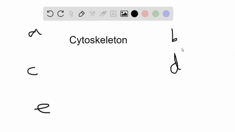 which-of-the-following-is-not-a-component-of-the-cytoskeleton-a-microtubules-b-actins-c-microfilam-2