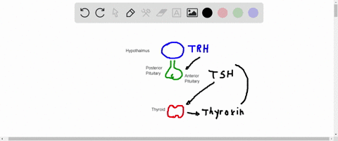 explain-how-both-hyperthyroidism-and-hypothyroidism-can-both-be-associated-with-goiter