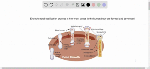 indicate-whether-the-statement-is-true-t-or-false-f-most-bones-develop-through-endochondral-ossifica