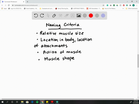 describe-the-different-criteria-that-contribute-to-how-skeletal-muscles-are-named