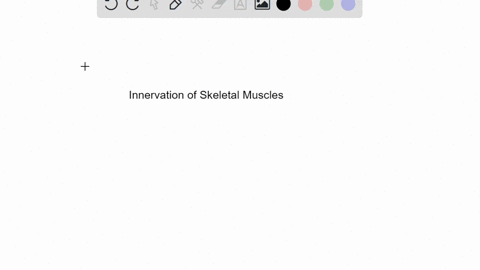 which-region-of-gray-matter-in-the-spinal-cord-contains-motor-neurons-that-innervate-skeletal-muscle